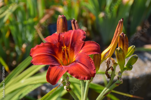 Closeup view of single red Daylily flower Hemerocallis Red Magic and buds on the green background 