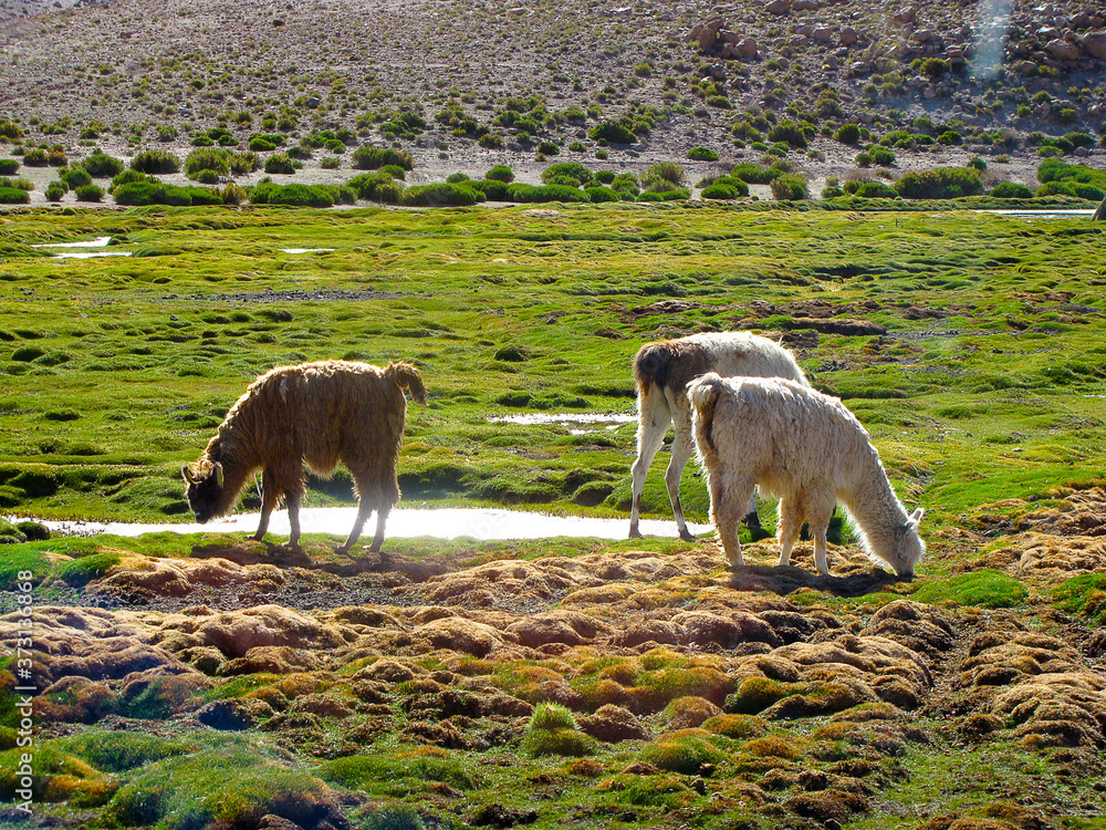 Naklejka premium Alpaca heard feeding in the Atacama region