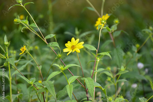 Closeup view of yellow flower Woodland sunflower (Helianthus divaricatus) in the garden