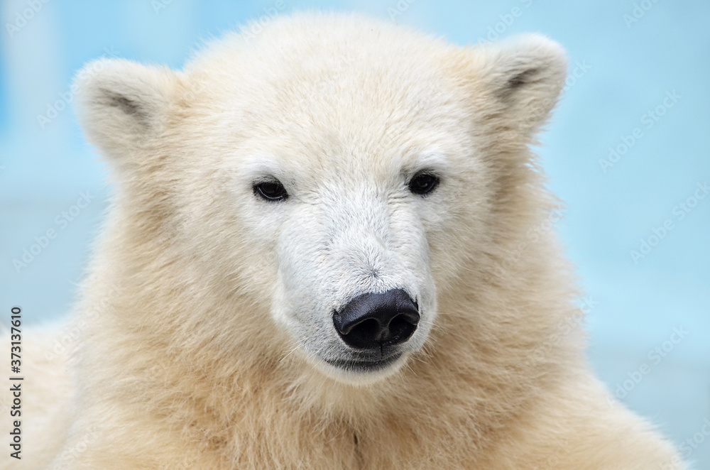 polar bear cub