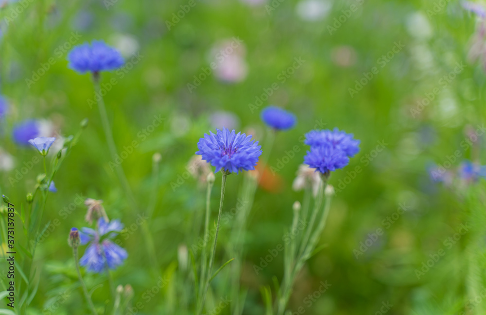 flower meadow