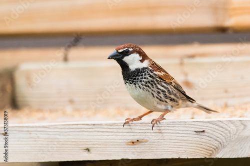 Male Spanish sparrow (Passer hispaniolensis) in a bird feeder in a house garden