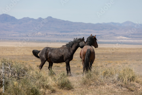 Wild Horse Stallions Fighting in the Utah Desert