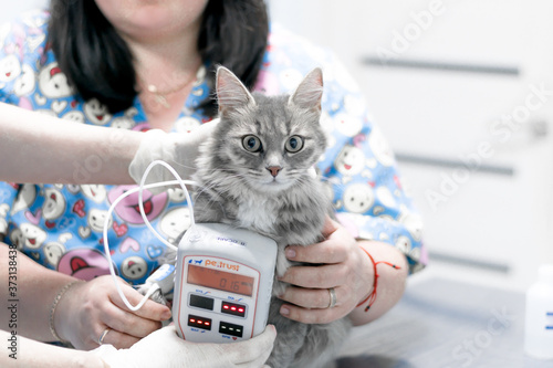 veterinarian measures blood pressure of gray fluffy cat. manipulations in a veterinary clinic.