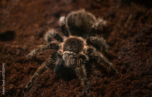 Macro photo of a large tarantula spider