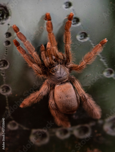 Macro photo of a large tarantula spider