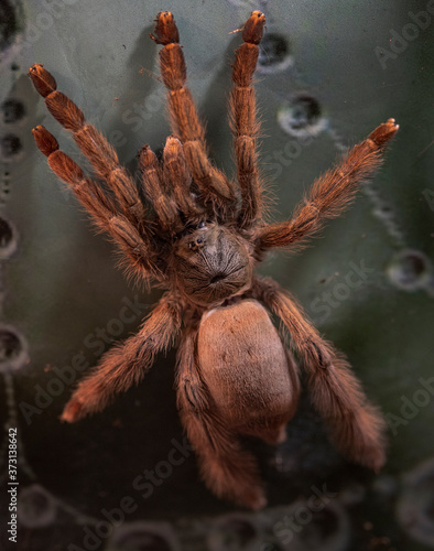 Macro photo of a large tarantula spider