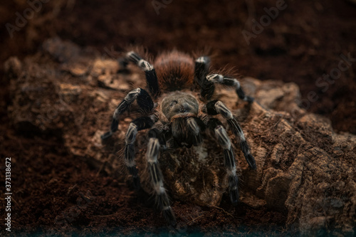 Macro photo of a large tarantula spider