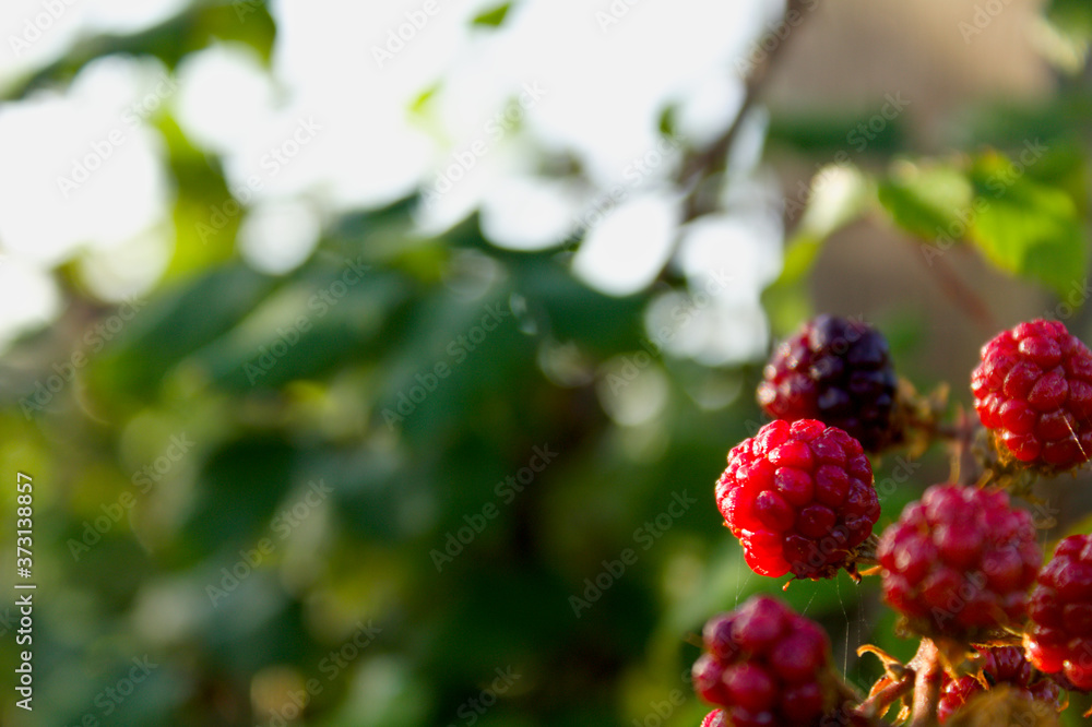 berries of a blackberry bush