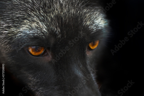 Large muzzle of a black and silver fox with orange eyes