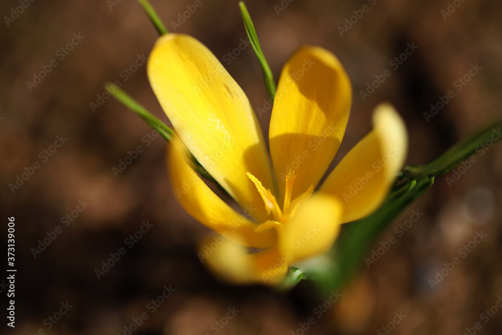 Obraz premium Spring flowers of crocus (saffron) on a background of dark earth