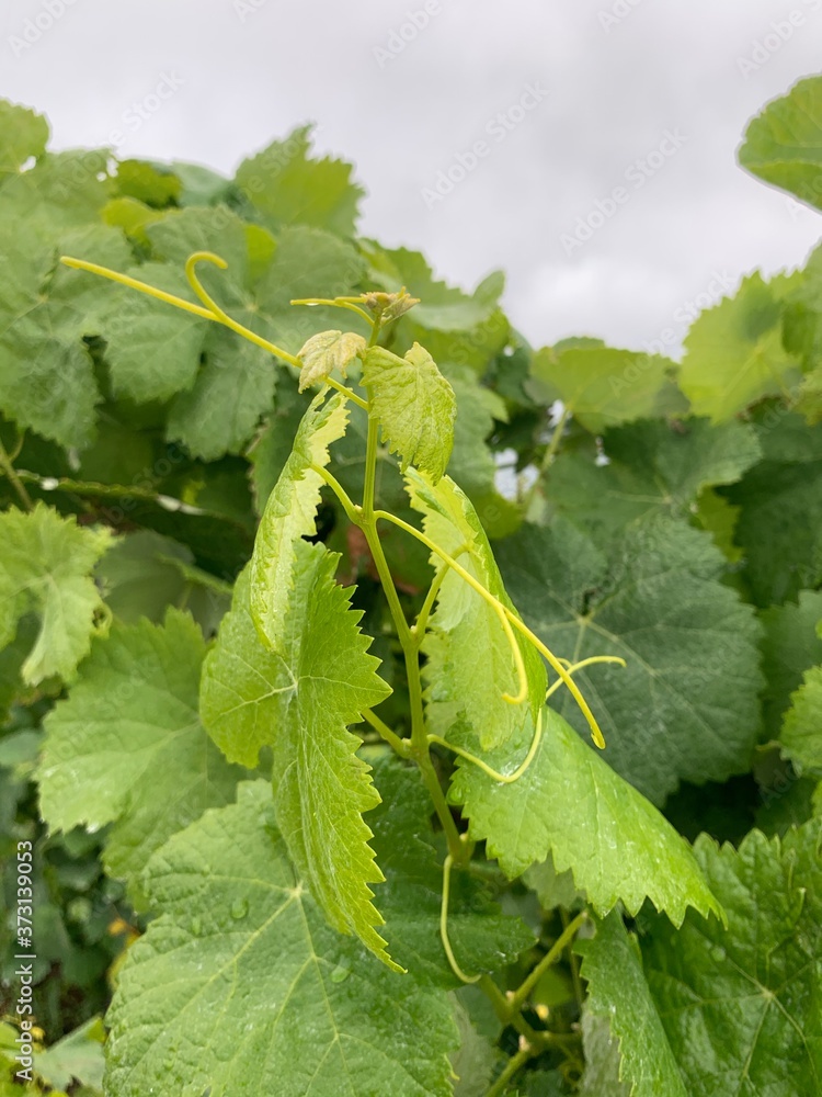Close-up vineyards grape in Douro valley, portugal Close-up vineyards grape in Douro valley, portugal
