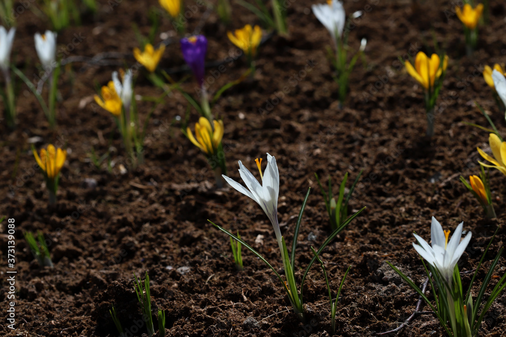 Spring flowers of crocus (saffron) on a background of dark earth Spring flowers of crocus (saffron) on a background of dark earth