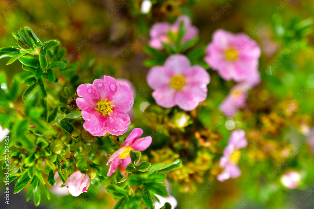 Pink flowers of dasiphora (formerly Potentilla) after rain Pink flowers of dasiphora (formerly Potentilla) after rain