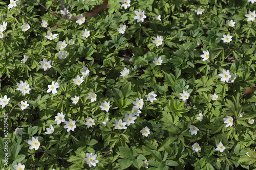 Texture of white flowers of wild flower of anemone surrounded by green leaves