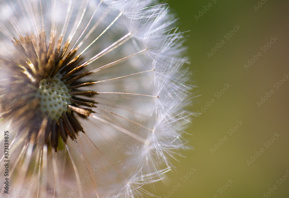 Fototapeta premium Löwenzahn
