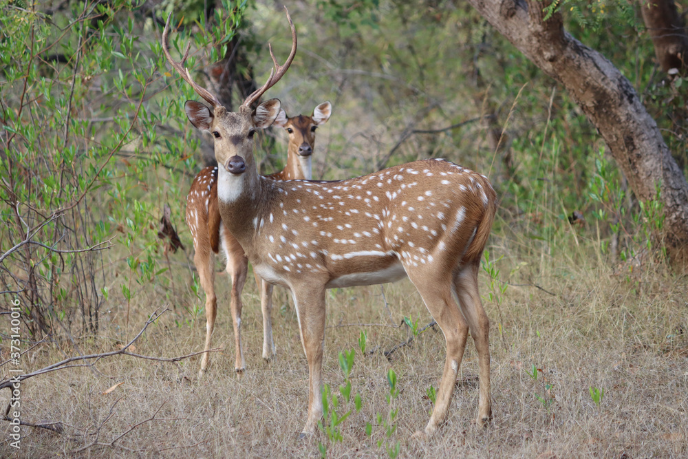 Naklejka premium young deer in the forest