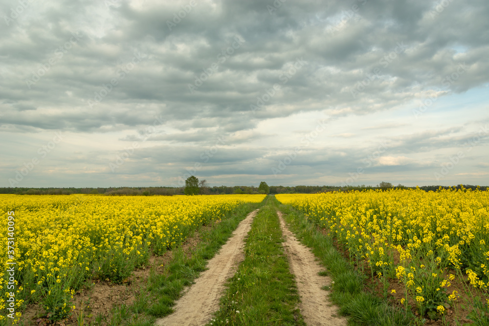 Straight ground road through a field with yellow rape and cloudy skies Straight ground road through a field with yellow rape and cloudy skies