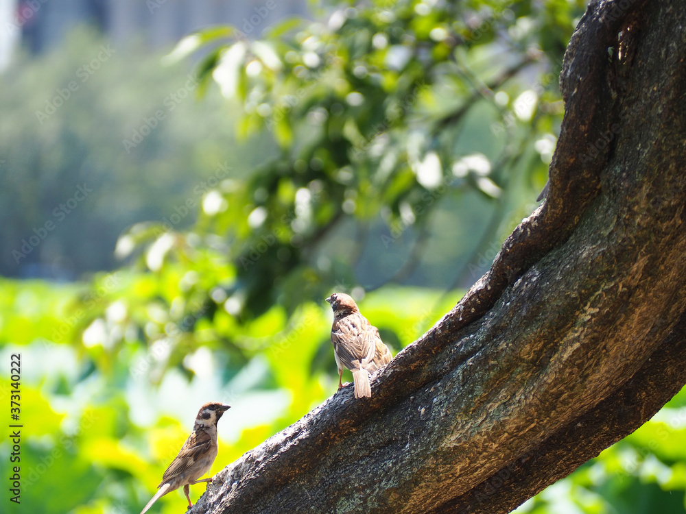 木の幹の上に止まる雀