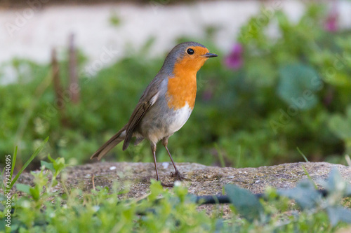 Robin (Erithacus rubecula) in the floor among grass in a house garden. Bird with orange breast