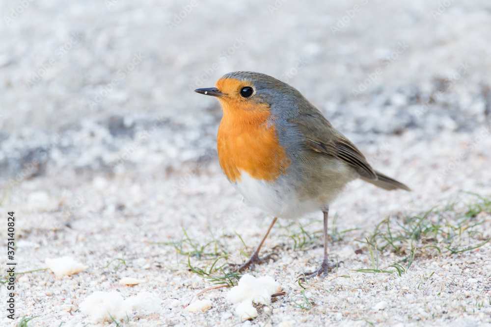Robin (Erithacus rubecula) in the floor eating bread. Bird with orange breast Robin (Erithacus rubecula) in the floor eating bread. Bird with orange breast