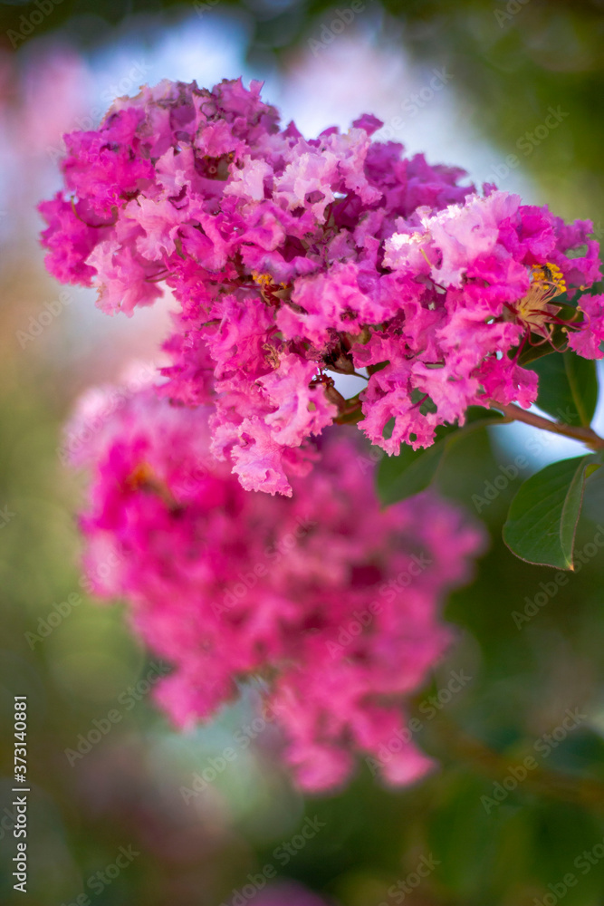 Fototapeta premium Pink Lilac Flowers