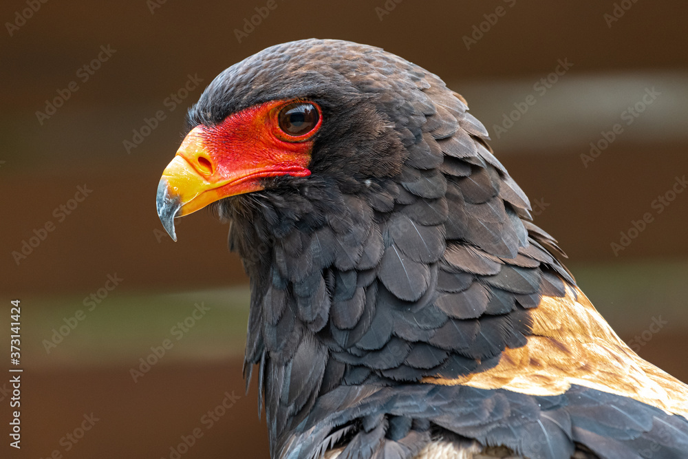 Portrait of a Bateleur (Terathopius ecaudatus) Portrait of a Bateleur (Terathopius ecaudatus)