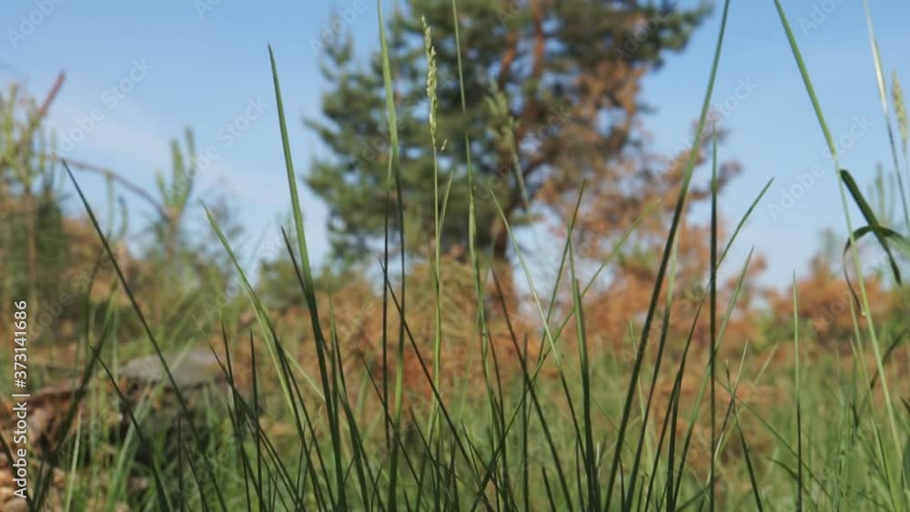 Grass moving in the wind Grass moving in the wind