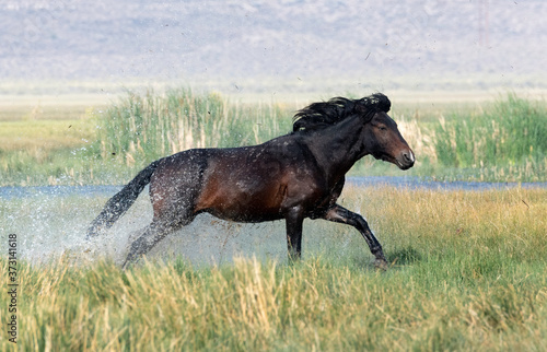 Wild Horses  Adobe Valley  California  USA