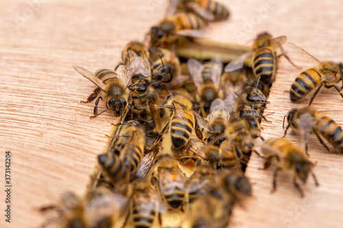 Close up of bees, apis mellifera, on a wooden beehive in a UK garden