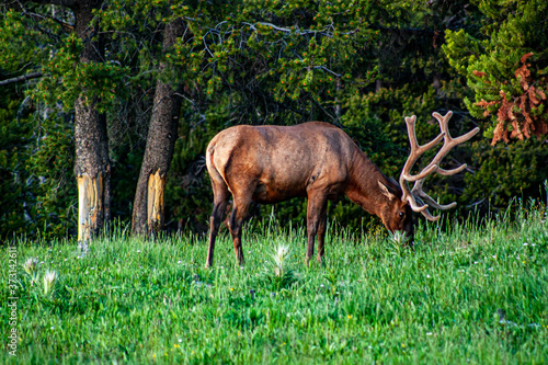 Closeup of Feeding bull elk