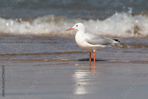 Slender-billed gull (Chroicocephalus genei) at Doñana National Park beach with waves sea unfocused background. White and grey bird with red bill and red legs