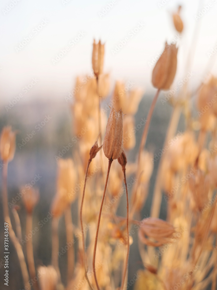 Obraz premium Ears of close-up. Cereals. Dried flowers. Shallow depth of field.