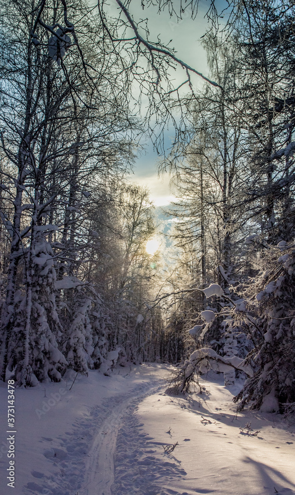 Road in the winter sunny forest of Ural mountains made by tourists on ski