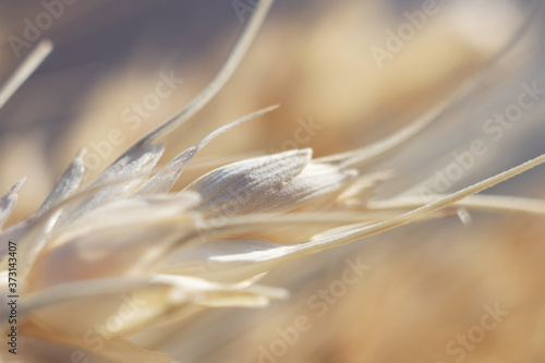 Ears of close-up. Cereals. Dried flowers. Shallow depth of field.