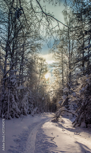 Road in the winter sunny forest of Ural mountains made by tourists on ski