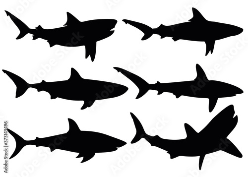 Predatory sharks. Predatory fish.