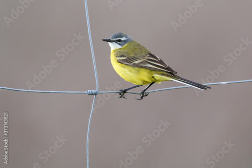 Yellow wagtail (Motacilla flava) on a chain-link fence with grey unfocused background. Yellow bird with grey head and long grey tail