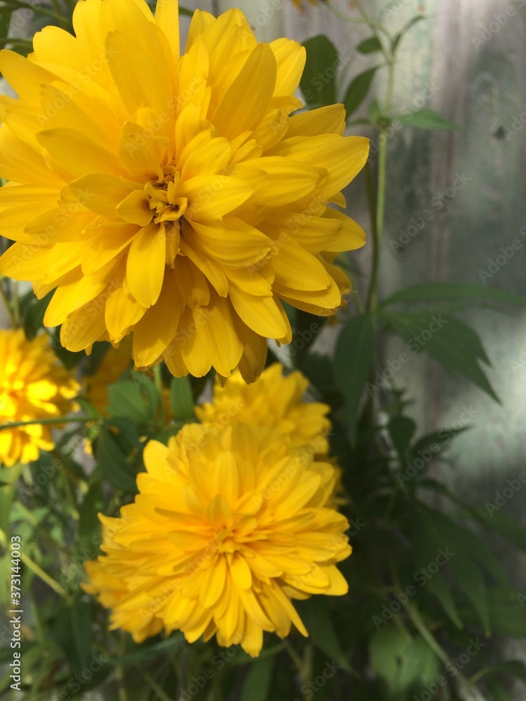 yellow chrysanthemum flower yellow chrysanthemum flower