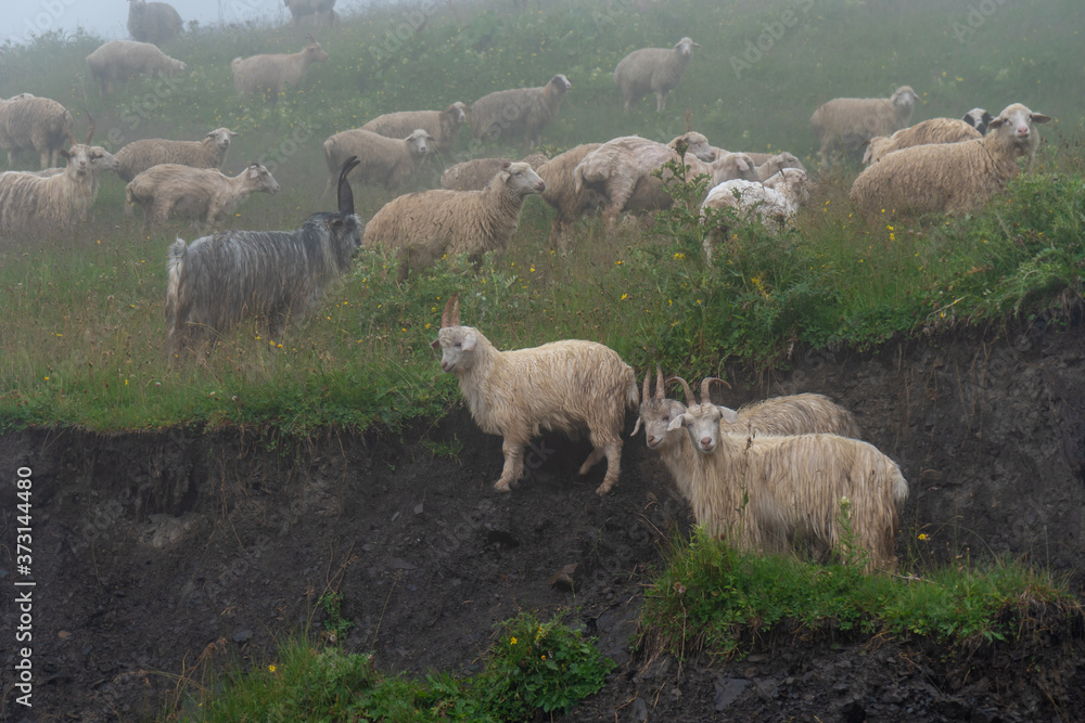 Fototapeta premium sheeps on a mountain pasture on a foggy day. Georgia