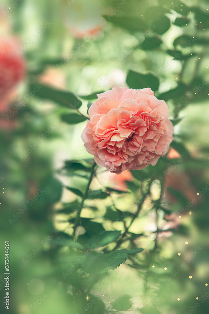 Obraz premium single pink rose