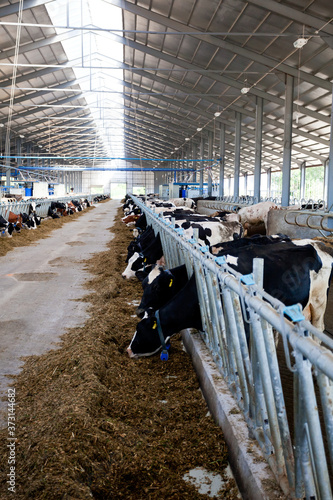 Many cows on the farm are fed and milked