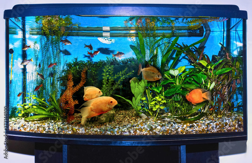 Photo close up of aquarium tank full of fish