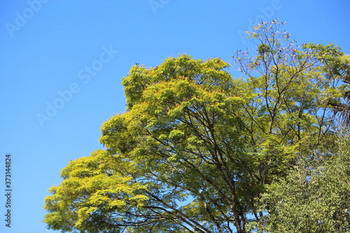 sky blue and green trees