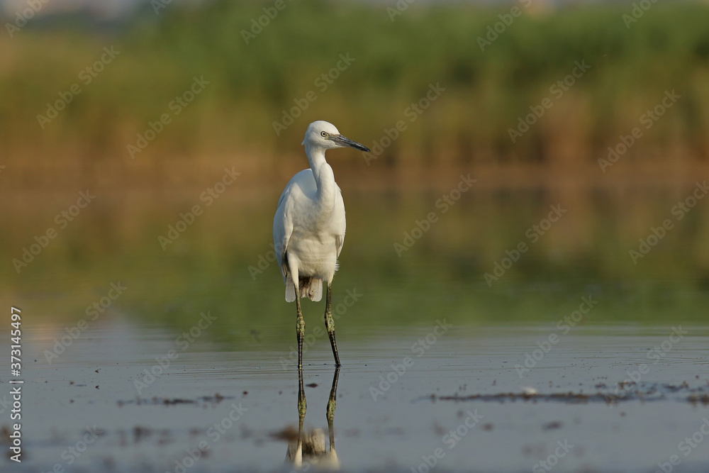 Fototapeta premium great blue heron in the marsh