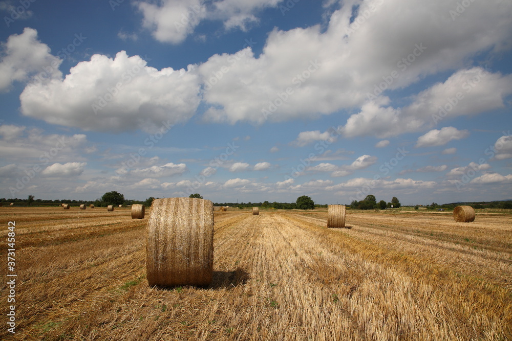 View of Golden Straw Hay Bales in the German farm field with rural scene during summer near Heidelberg, Germany
