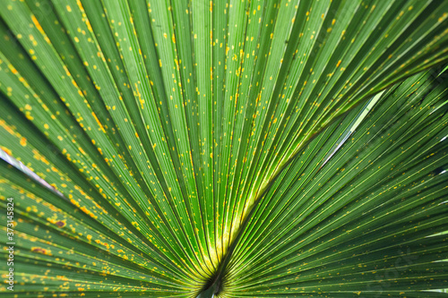 palm leaf background