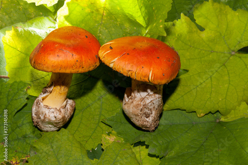 two beautiful Caesar's mushroom (Amanita caesarea) on vine leaves