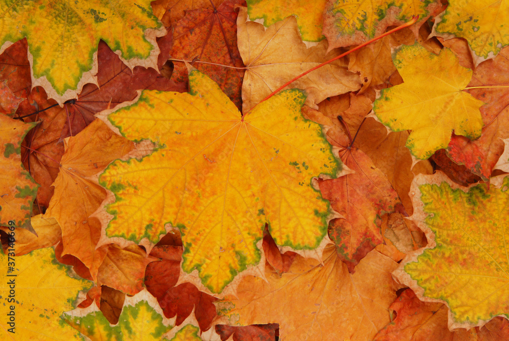 pile of yellow maple leaves are as a background, autumn multicolored creative composition pile of yellow maple leaves are as a background, autumn multicolored creative composition