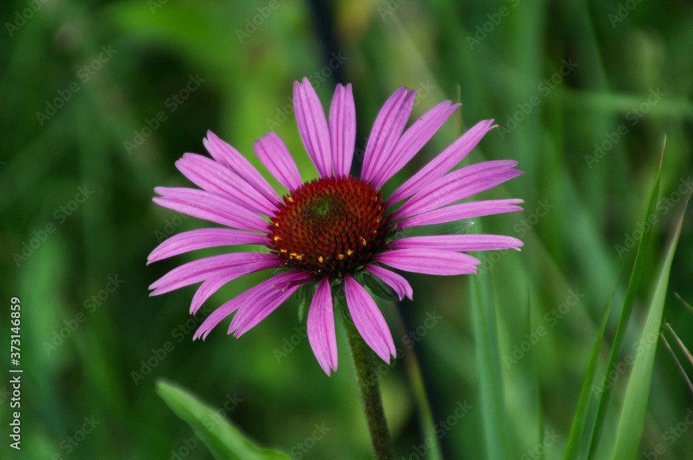 A Blooming Echinacea Flower A Blooming Echinacea Flower